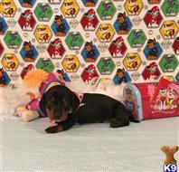 dachshund puppy posted by little paws kennel